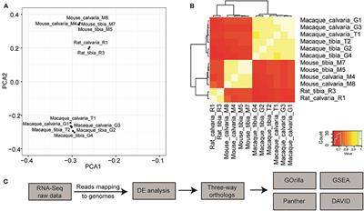 Cross-Species RNA-Seq Study Comparing Transcriptomes of Enriched Osteocyte Populations in the Tibia and Skull